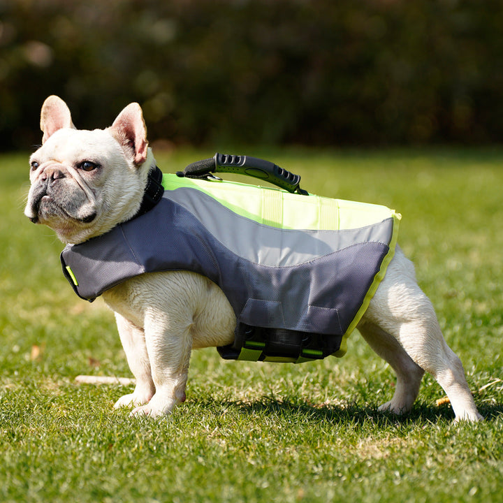 Why Your Pet Needs a Reflective Swim Life Jacket