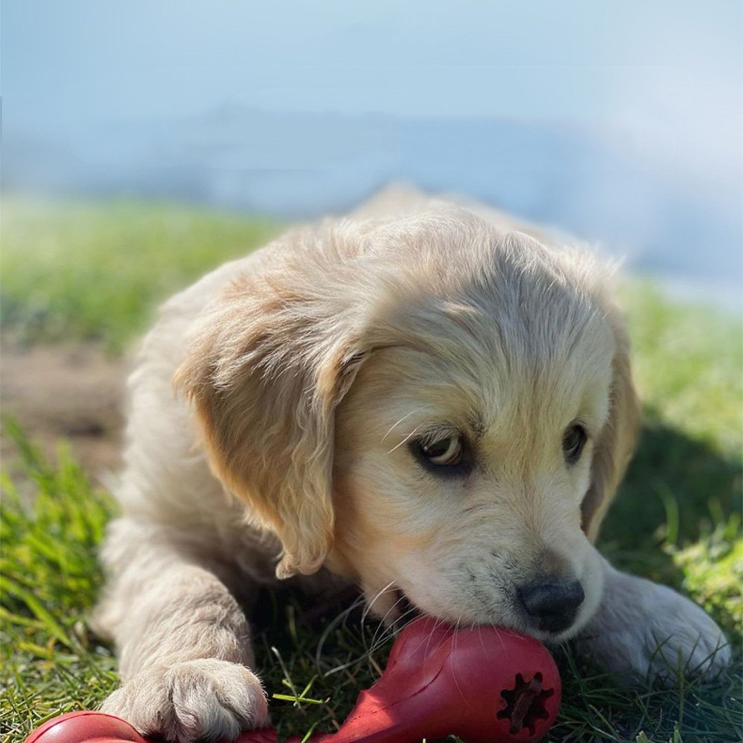 The Ultimate Durable Rubber Pet Chew And Teething Toy